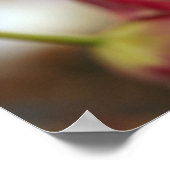 Roze Tulpen Stilleven Poster (Hoek)