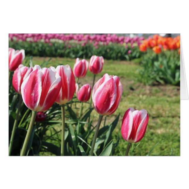Roze tulpen wenskaart (Voorkant Horizontaal)