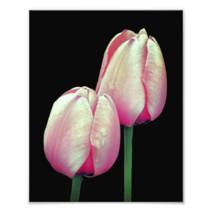 Roze Tulpenbloemen 8x10 Foto Afdruk