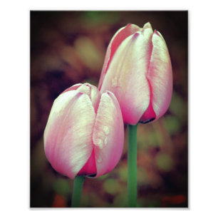 Roze Tulpenbloemen met regendruppels 8x10 Foto Afdruk