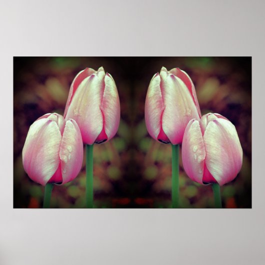 Roze Tulpenbloemen regendruppels gespiegeld Abstra Poster (Voorkant)