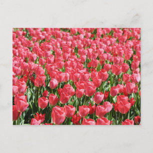 Roze tulpenveld briefkaart
