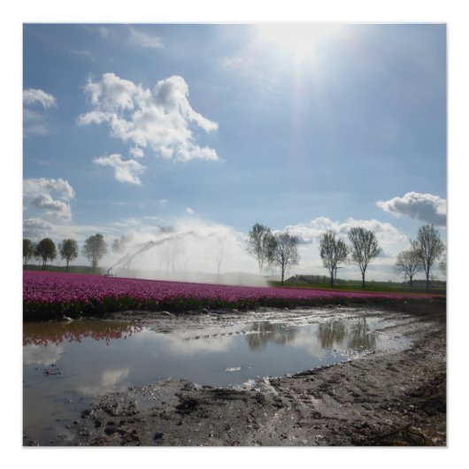 Roze Tulps Field Reflected Landscape Poster Perfect Poster (Voorkant)