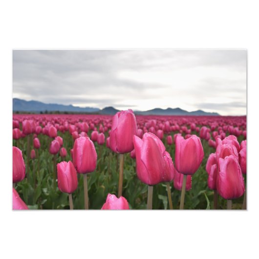 Roze Tulps Flowers Foto Poster (Voorkant)