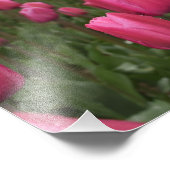Roze Tulps Flowers Foto Poster (Hoek)