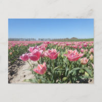 Roze Tulps Veldlandschap DIY Briefkaart