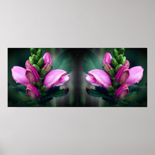 Roze Turtlehead Flower Mirror Abstract Poster (Voorkant)