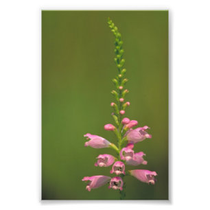 Roze valse dragonhead-ventilator foto afdruk