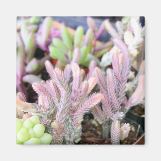 Roze Variegated Crassula Horloge Ketting Succulent Magneet