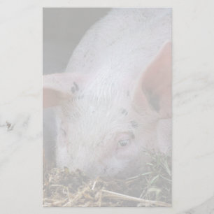 Roze varkensfoto briefpapier