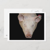 Roze varkenskop tegen zwarte achtergrond briefkaart (Voorkant / Achterkant)