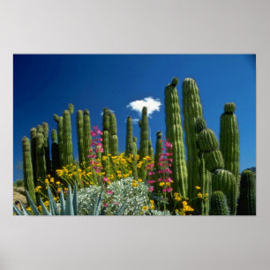 Roze Veel planten, Sonoran Desert, Arizona-bloemen Poster