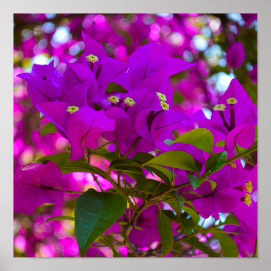 Roze ventilator - #1 poster (Voorkant)