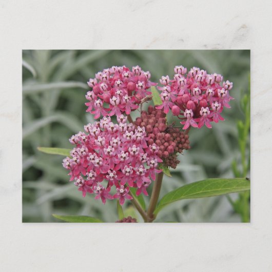 Roze ventilator briefkaart (Voorkant)