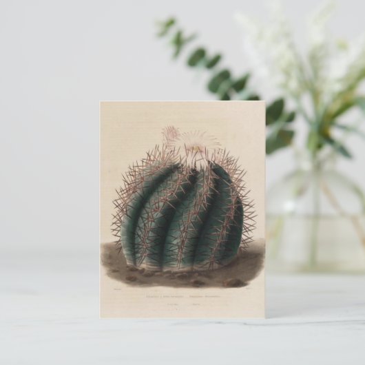Roze ventilatorcactus botanische afdrukken briefkaart (Staand voorkant)