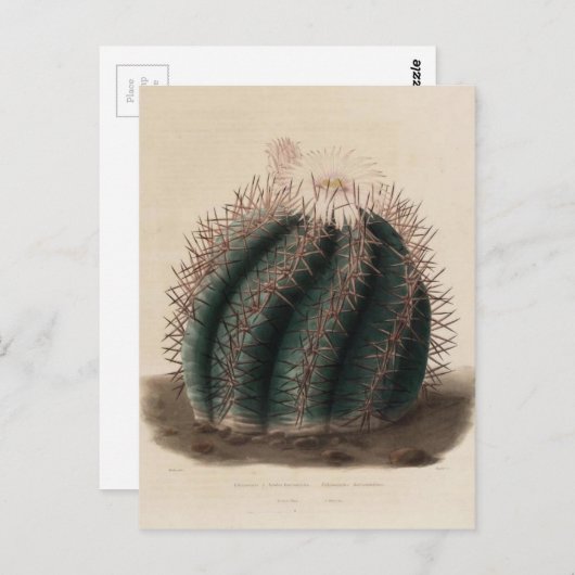 Roze ventilatorcactus botanische afdrukken briefkaart (Voorkant / Achterkant)