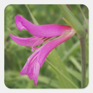 Roze ventilatorstickers vierkante sticker