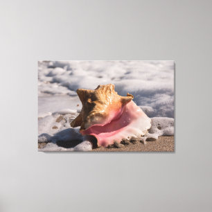 Roze verpakking Shell Canvas Afdruk