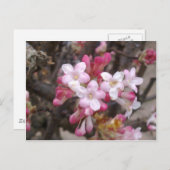 Roze Viburnum Blossom Briefkaart (Voorkant / Achterkant)