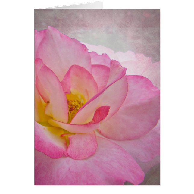 Roze Victoriaans Roos (Voorkant)