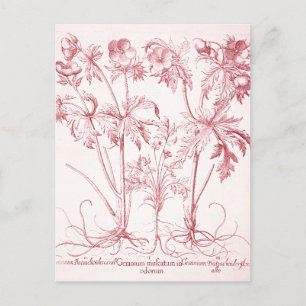 Roze Vintage Botanische Kunst Briefkaart