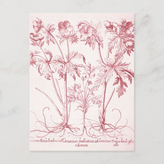 Roze Vintage Botanische Kunst Briefkaart (Voorkant)