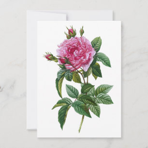 Roze vintage roos kaart