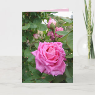 Roze Vintage Roos Rozen bloem bloemen tuin Kaart