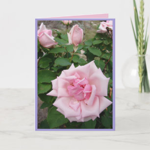 Roze Vintage Rozen Rozentuin bloemen Kaart