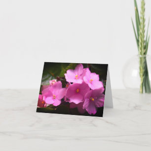 Roze Violette Afrikaanse Saintpaulia Bloemen Kaart
