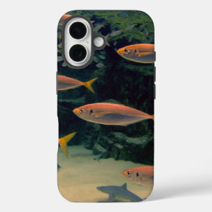 Roze vis Shoal onderwater foto iPhone 16 Hoesje