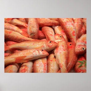 Roze visPoster/Afdruk Poster