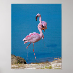 Roze vlamingos bij het meer poster