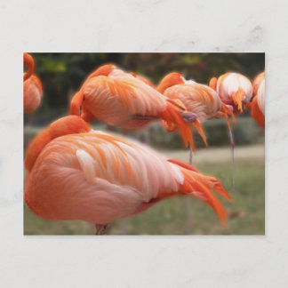 Roze     vlamingosOriginele foto Briefkaart