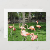 Roze vlammen briefkaart (Voorkant / Achterkant)