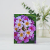 Roze vlinderbloemen briefkaart (Staand voorkant)