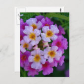 Roze vlinderbloemen briefkaart (Voorkant / Achterkant)