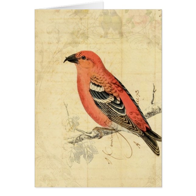  roze vogel (Voorkant)