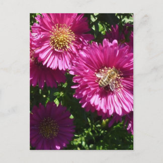 Roze voorster - Briefkaart