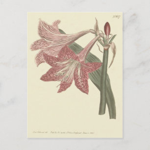 Roze Voorziene illusie van Amaryllis Briefkaart