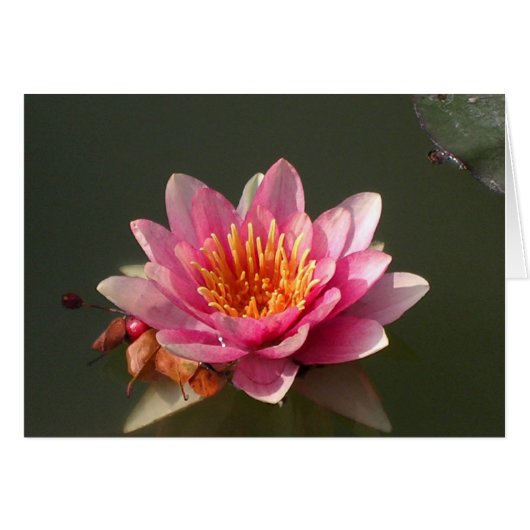Roze Water Lily (Voorkant Horizontaal)
