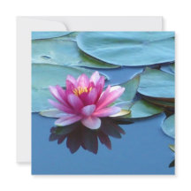 Roze Water Lily