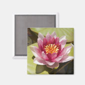 Roze Water Lily Magneet (Voorkant / Achterkant)