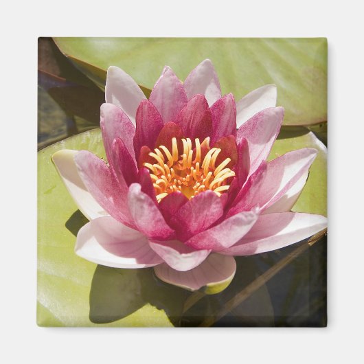 Roze Water Lily Magneet (Voorkant)