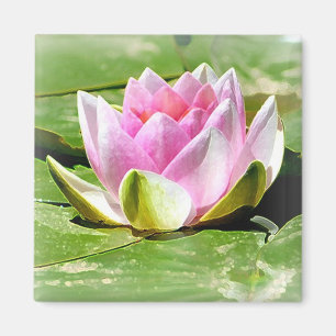 Roze water Lily Magnet - Square Magneet