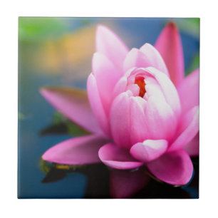 Roze Water Lily Tegeltje