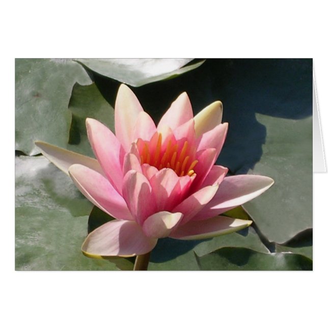 Roze Waterlelie (Voorkant Horizontaal)