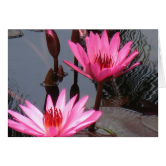 Roze waterlelies