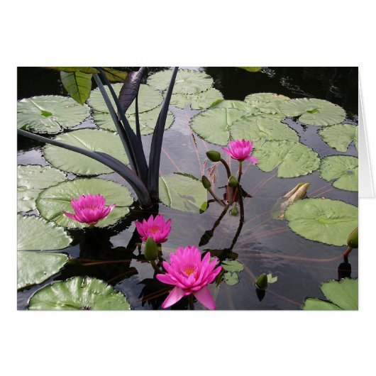 Roze waterlelies (Voorkant Horizontaal)