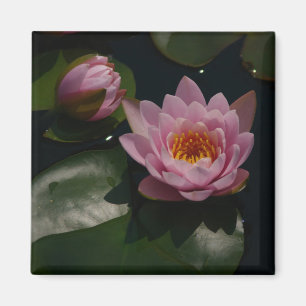 Roze Waterlilies Magnet Magneet